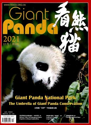 看熊猫2021年12月期